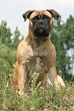 BULLMASTIFF 254